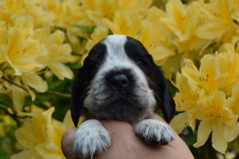 2a - pejsek sv.zelená.JPG